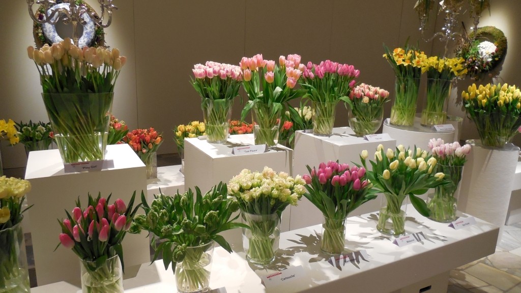 VII Wystawa Tulipanów